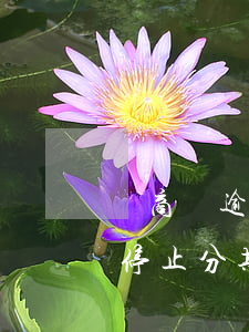 網商貸逾期多久取消分期，網商貸逾期多久將停止分期服務？